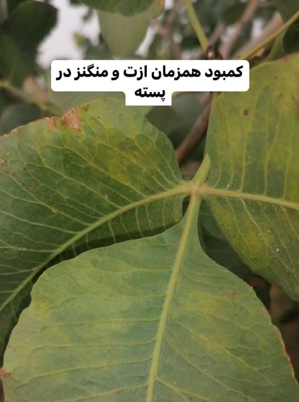 کمبود منگنز پسته منگنز در درختان پسته