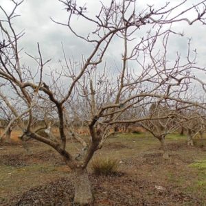 کوددهی زمستانه درختان پسته در زمستان