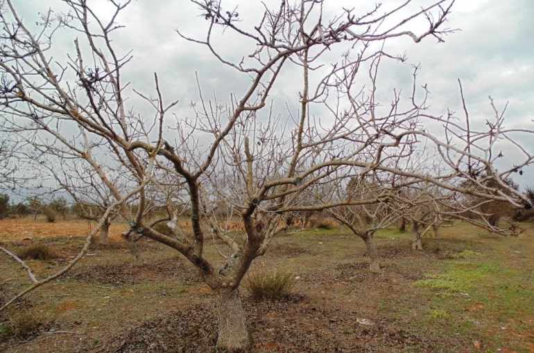 کوددهی زمستانه درختان پسته در زمستان