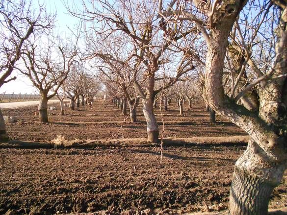 کودهای زمستانی درختان پسته، کلید موفقیت شما